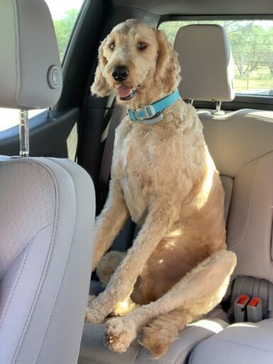 goldendoodle in truck