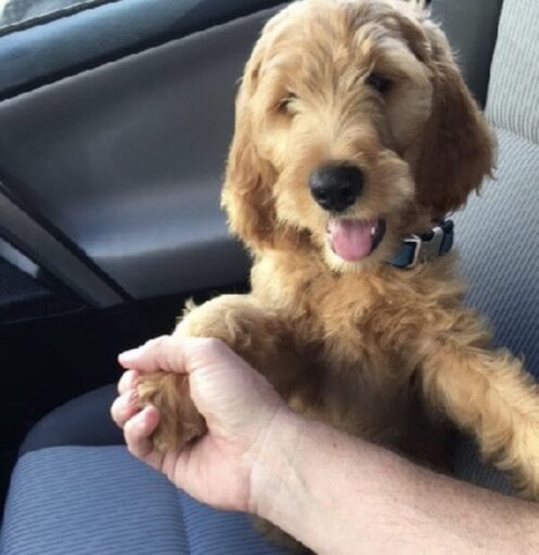 goldendoodle puppy