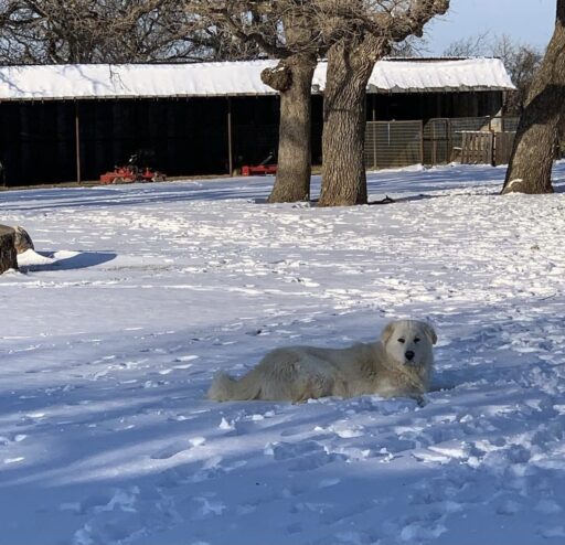 dog in snow