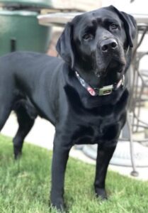 black lab