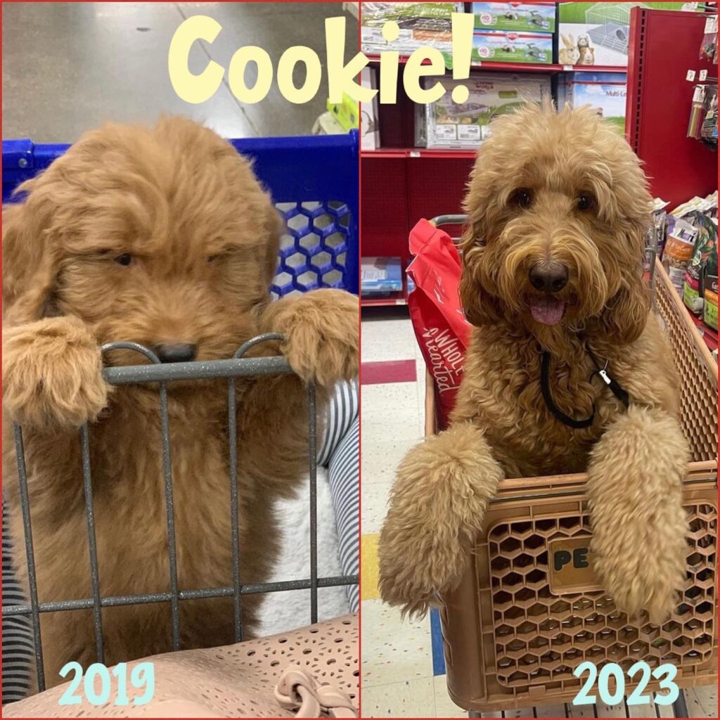 goldendoodle