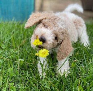 goldendoodle