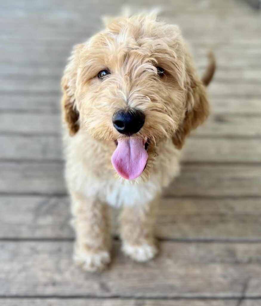 Goldendoodle