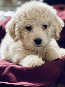 F1 English Cream Goldendoodles