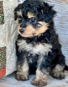 mini-aussiedoodle puppy