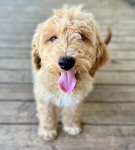 medium F1b Goldendoodle puppy