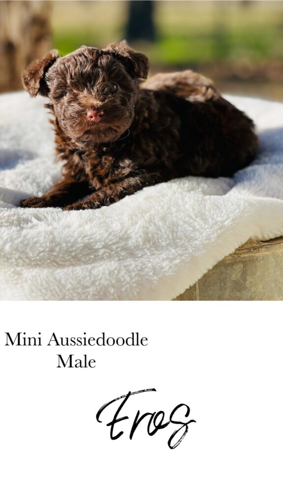 mini-Aussiedoodle puppy