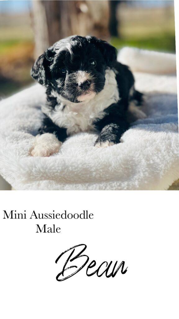 mini-Aussiedoodle puppy