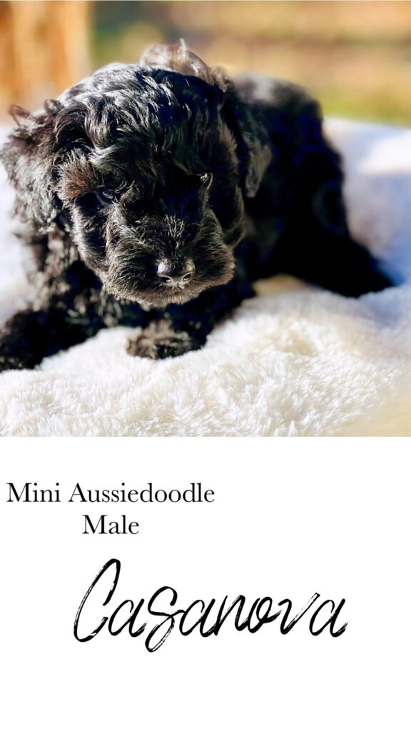 mini-Aussiedoodle puppy