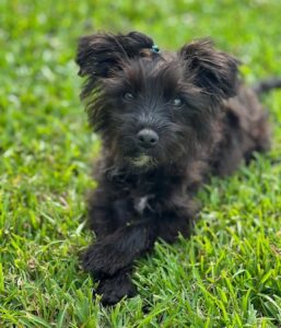 yorkiepoo