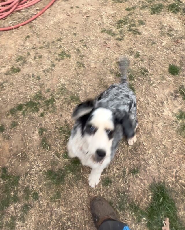 Sugar, the #australianmountaindoodle , with the piercing blue eyes! She’ll be having puppies this spring! #blueeyes #lostcreeksugar #lostcreekamds