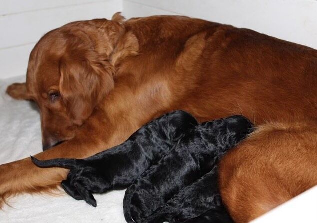 Ruby and her STUNNING litter of BLACK F1 Goldendoodles! These puppies are going to be gorgeous! They’ll be medium-sized dogs and will be ready to go home in July. Message us for details! #lostcreekruby #lostcreekgoldendoodles #blackgoldendoodle #blackgoldendoodlesofinstagram #f1goldendoodles #puppies