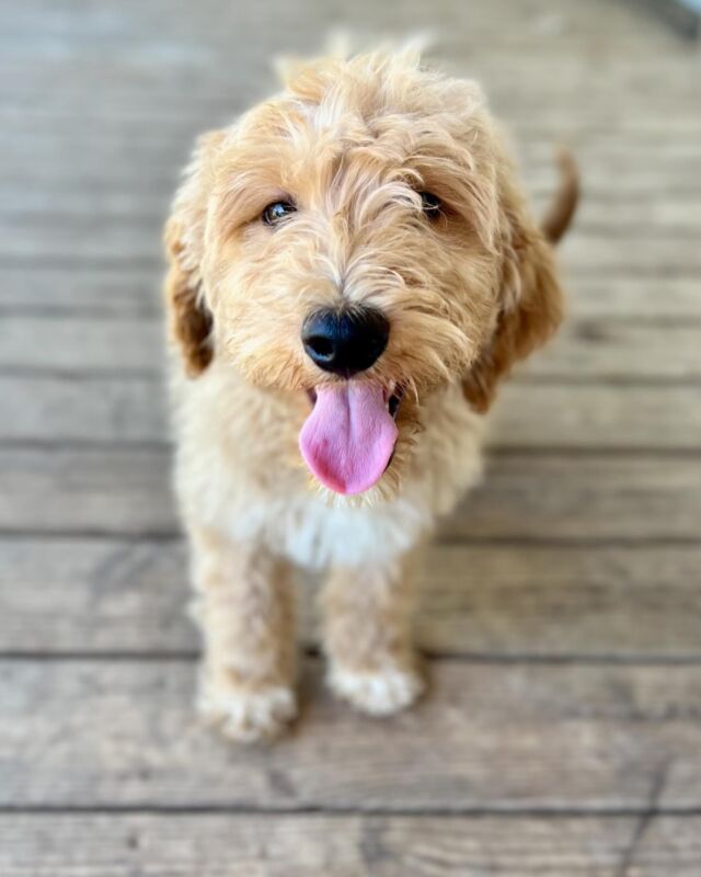 This is Banks! He’s going to west Texas to live with his family this week. He’s a lucky boy, his momma is so excited to have him! Banks is a Lottie x Cooper #f1bgoldendoodle #gunsup #lostcreekgoldendoodles #lostcreeklottie #westtexas