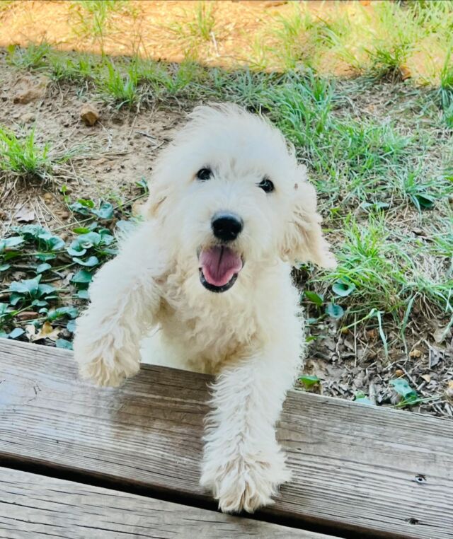 We have one of Dorothy’s female English Cream Goldendoodles available! Almost nothing better; started on potty training; up to date on vaccinations. Message us! #lostcreekdorothy #lostcreekgoldendoodles