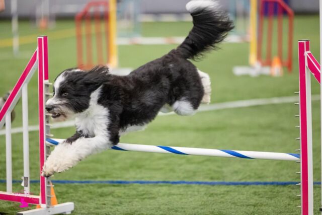 Franklin the #bordoodle is having an amazing summer competing. At the NADAC trial held at Yellowstone Dog Sports in Red Lodge, Montana, he ran 20 runs and made only two mistakes, total. Amazing! Congrats to @franklin_the_bordoodle and Kaci! #lostcreekbordoodles #nadac #dogagility #dogagilitytraining #lostcreekrosa