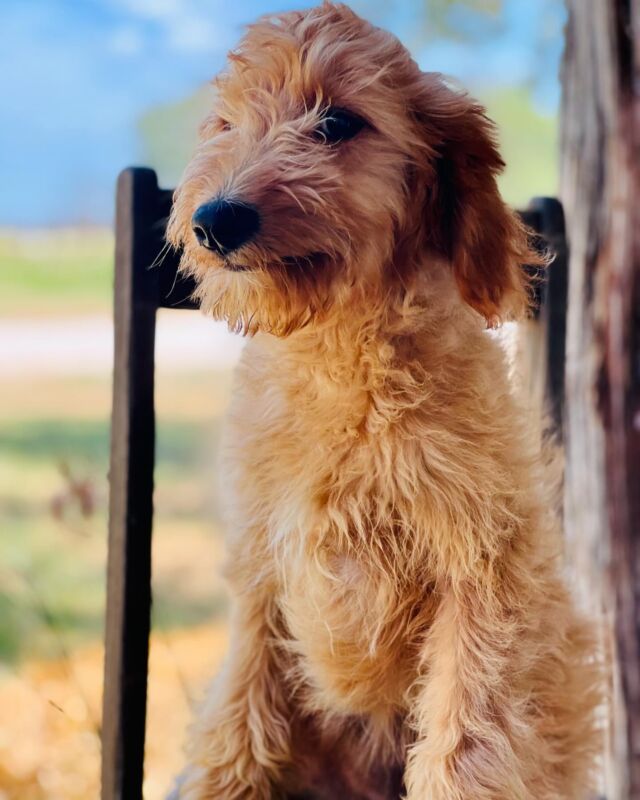 !!UPDATE!! This little girl has a family! 

This gentle little girl from Bonnie’s litter is still available! Message us for a discounted price! #lostcreekbonnie #lostcreekgoldendoodles #goldendoodlepuppy