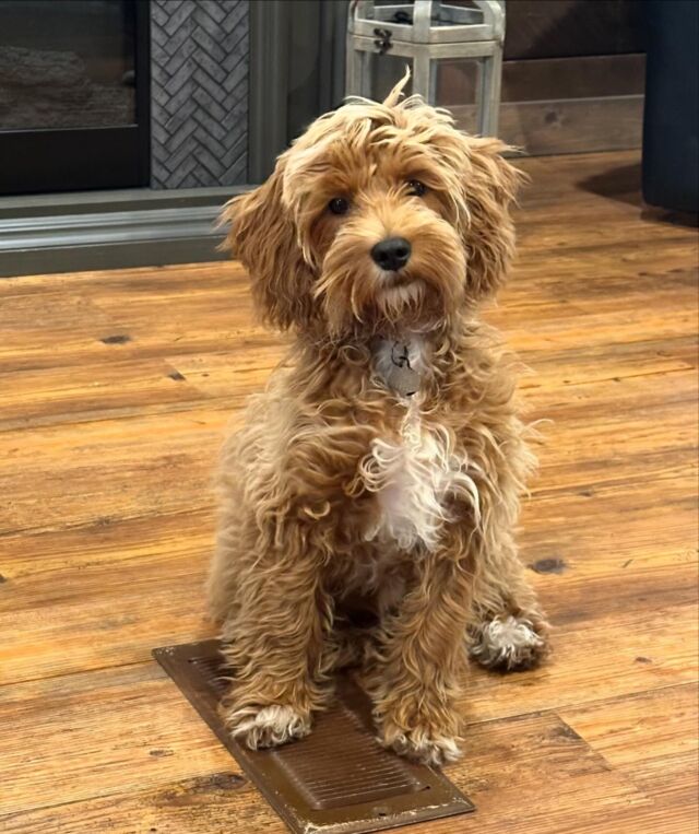 Rubi girl and her big sister Remi! They love each other!! (And btw, what a GREAT idea for trimming toenails on a mini-Goldendoodle!) Rubi is a Fay X Rusty #minigoldendoodle and Remi is a Bonnie X George Grimes medium/standard #goldendoodle . #lostcreekfay #lostcreekgoldendoodles #minigoldendoodlesofinstagram #lostcreekbonnie #minidoodle