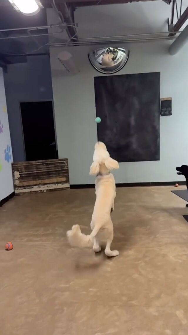 Dirk the #goldendoodle showing off his athleticism at school! Impressive! #goldendoodlesofinstagram #doodlesofinstagram #f1goldendoodle #lostcreekgoldendoodles