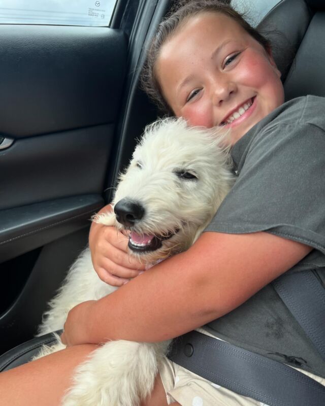 Mable went home to her family today! She’s a Dorothy X George Grimes F1 English Cream Goldendoodle. Lots of love in that picture! #lostcreekdorothy #goldendoodle #lostcreekgoldendoodles #goldendoodlesofinstagram #goldendoodles