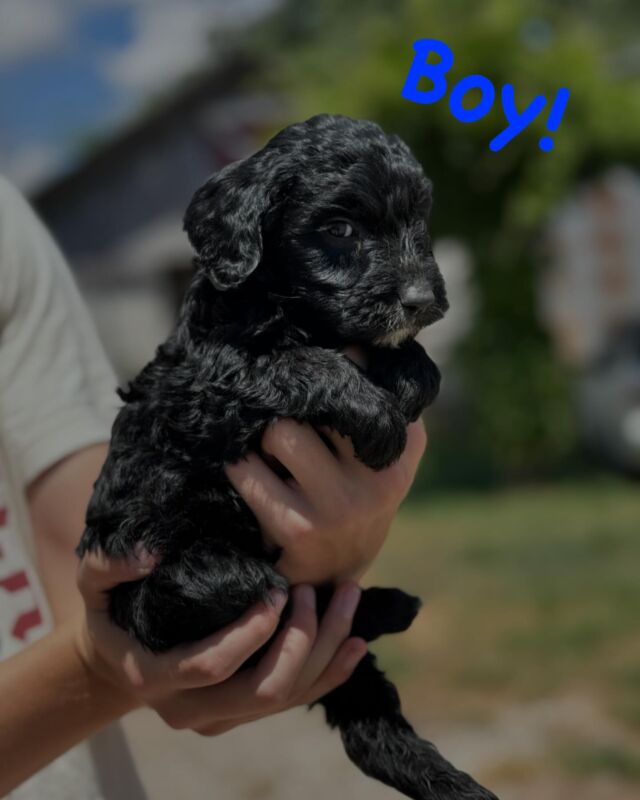 Ruby’s beautiful litter of black and black & white F1 Goldendoodles. These dogs will be stunning, and a little different! If you like lovable, loyal, playful, smart and unique, these are the puppies. Ready to go home in August. Message us. #lostcreekruby #goldendoodlepuppies #goldendoodlesofinstagram #lostcreekgoldendoodles #f1goldendoodle #bestdogs #mansbestfriend