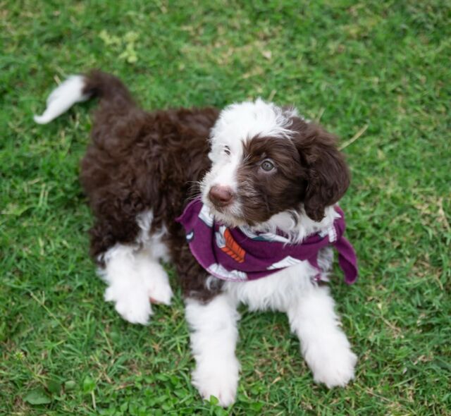 Handsome little Wax went home to his family in Austin this past weekend! His momma says he’s doing great and they love him! Wax is a Patsy X Uncle Jack #f1bordoodle and he’s super smart! #lostcreekpatsy #bordoodlesofinstagram #lostcreekbordoodles #borderdoodle #bordoodle