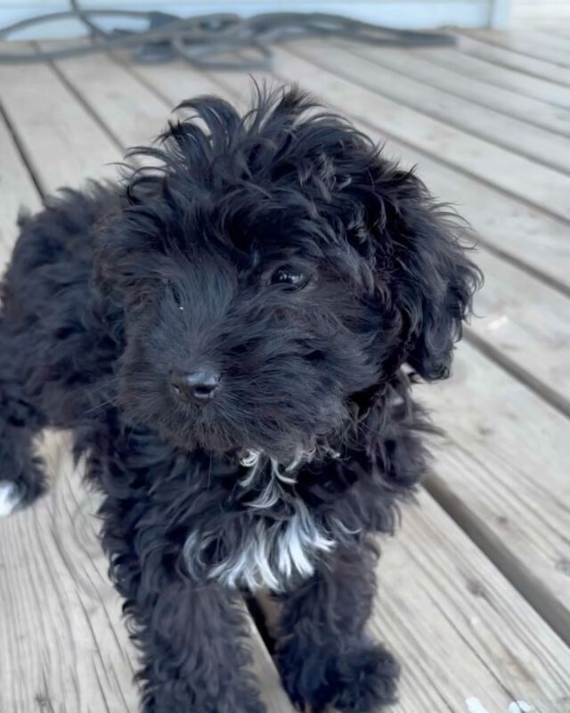 !!UPDATE!! She (and her brother) have families! Keep an eye out down the road - we plan to have one more litter with momma Virgie. 

This shy little girl needs a family! She’s a small mini-Aussiedoodle and she’s wonderful! (Her brother is available too!) #miniaussiedoodle #lostcreekminiaussiedoodles #minidoodle #lostcreekvirgie #perfectforapartments