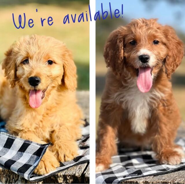 We have red and black F1 Goldendoodles ready to go home! They’re up to date on vaccines and have started potty training. Message us! #lostcreeksally #lostcreekgoldendoodles #goldendoodlepuppy #goldendoodle #goldendoodlesofinstagram #f1goldendoodle