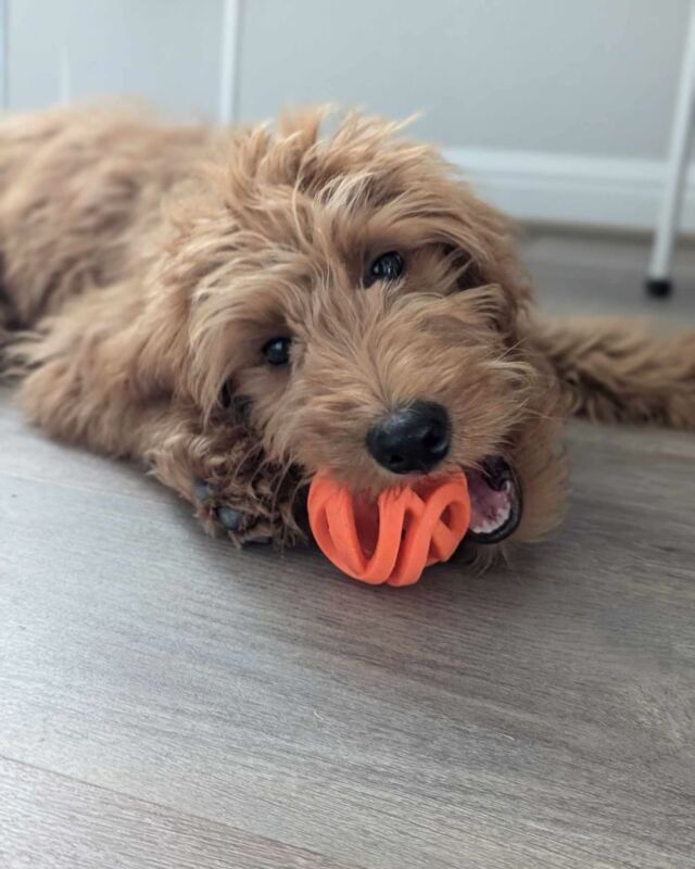 This is Hershey! He’s a Bonnie X Cooper #f1goldendoodle . His momma says he’s doing great and he loves hikes, lake time and play time! So happy he’s loved!!! #lostcreekgoldendoodles #goldendoodle #goldendoodlepuppy #lostcreekbonnie #lakedog