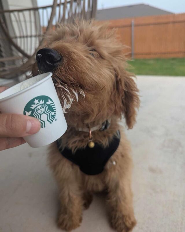 “Hi my name is Hershey and I’ll take a Venti breakfast blend with extra cream please. … Actually, hold the breakfast blend on that order and just make it a Venti cream please.” Had to post a couple more of handsome Hershey! 🥰 ☕️ #lostcreekgoldendoodles #puppieslovestarbuckstoo #lostcreekbonnie #extracreamplease