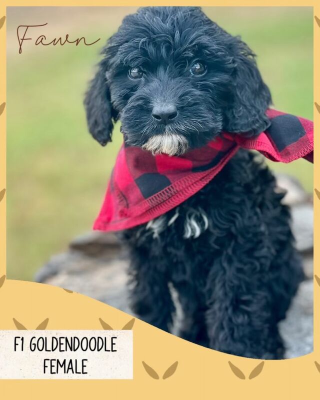 Medium F1 Goldendoodles! We have puppies available and ready to go home in about 2 weeks. These are Ruby’s puppies and have the very best temperaments. Playful and confident, but equally affectionate and doting! You don’t see many black F1 Goldendoodles - these are going to be beautiful! #lostcreekgoldendoodles #blackgoldendoodles #goldendoodlepuppy #lostcreekruby #f1goldendoodle