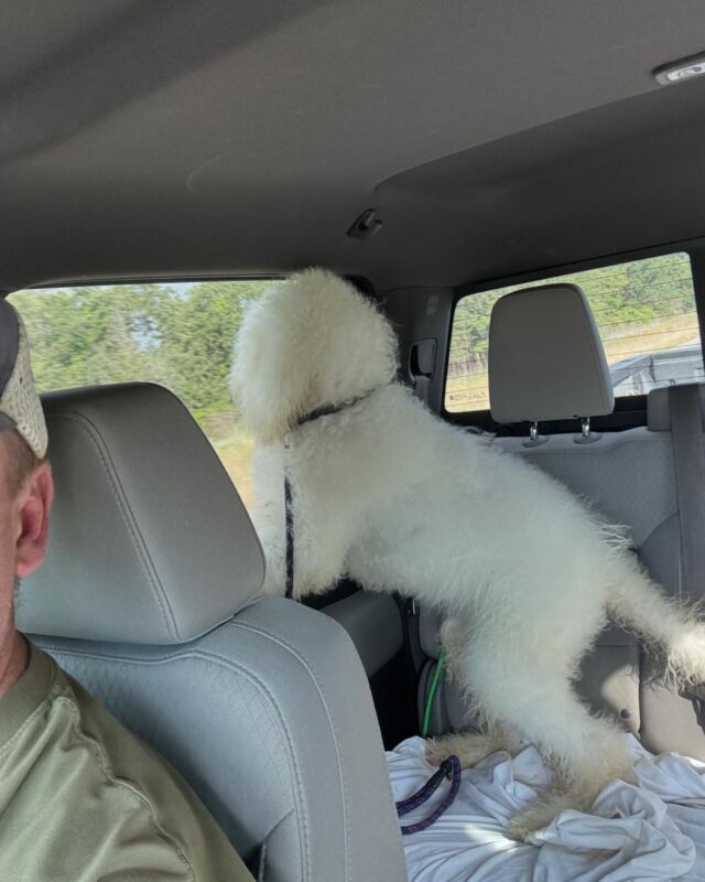 #pyredoodle waiting to meet his new momma! #gentlegiant #cottonball