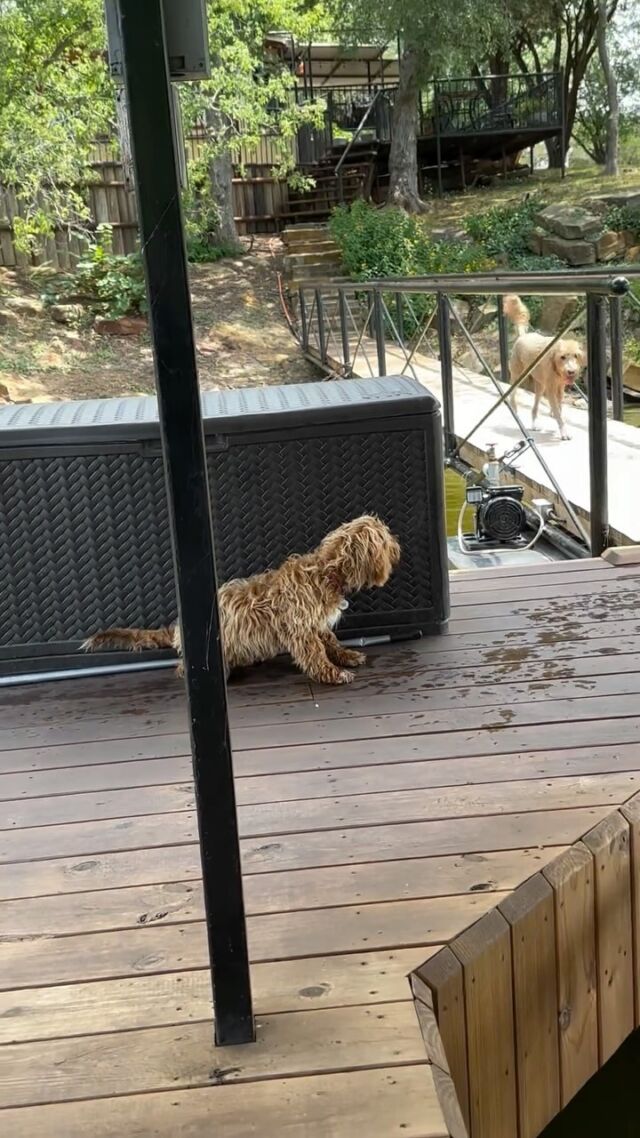 Rubi, the mini-Goldendoodle, likes to play “Hide & Pounce”! But her big sister Remi, the F1 Goldendoodle is a little bit annoyed by it all. 🤣 She just wants to jump off the dock…over and over and over. 😂 Rubi is a Fay X Brandon puppy (we have some on the way!) and Remi is a Bonnie X George Grimes puppy (we have F1s now!) #lakelife #lakedog #hideandpounce #lostcreekgoldendoodles #lostcreekfay #lostcreekbonnie #sistersfromdifferentlitters #lifeisbetterwithadoodle