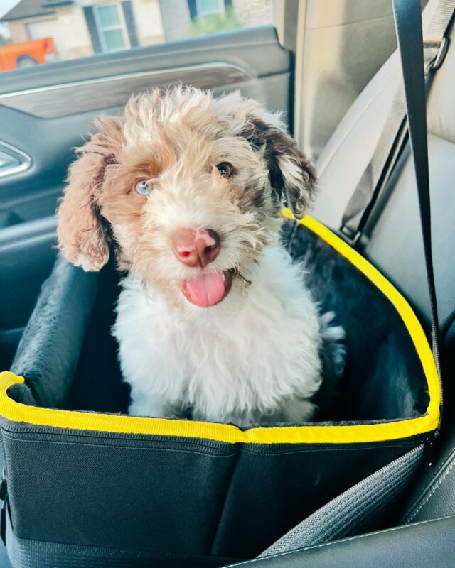 Received this from Murphy’s momma this week! ➡️ “Ok we won’t bother y’all forever, but Murphy is so so smart. He barks at the door to potty, knows how to sit & shake, is self sufficient with picking his toys, napping and snuggling when he needs attention, is great on a leash and loves to go on walks……impossible he’s only 12 weeks old! He’s just the best 🩵” And Murphy looks soooo happy! Murphy is a Patsy X Uncle Jack F1 Bordoodle. #lostcreekbordoodles #bordoodlesofinstagram #bordoodle #lostcreekpatsy #smartpuppy #f1bordoodle #borderdoodle