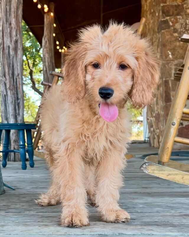 ‼️UPDATE‼️This little boy has a family! We have black and white Goldendoodles still available and we have a new litter of medium F1bs as well!

Saving the best for last! (Or at least that’s what we told him. 😬😢) This little boy needs a home and he thinks nobody wants him! Message us. He’s ready for a family! And btw, he really is amazing - so loving and attentive. He’ll be perfect for any family. #lostcreeksally #lostcreekgoldendoodles #goldendoodlepuppy #goldendoodle