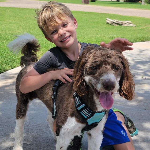 This is Raya, living with her family in Lubbock. She’s a Lost Creek Bordoodle and her momma said she’s doing really well! Look how much she’s grown! #lostcreekbordoodles #bordoodlesofinstagram #wreckemtech !