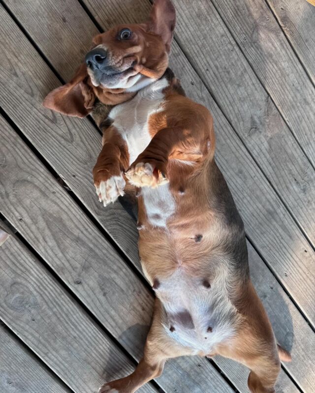 A #bassethound Friday morning. #hounddog #bassethoundsofinstagram #itsfriday