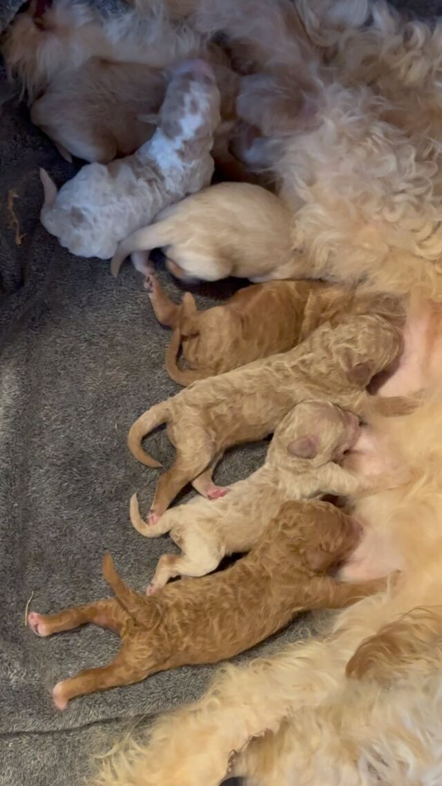 Lottie’s last litter of F1b puppies are here! We have a few spots available! Message us. #lostcreekgoldendoodles #f1bgoldendoodles #lostcreeklottie #puppies #goldendoodlepuppies