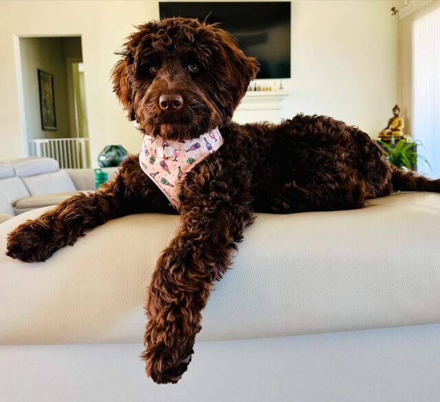 This is Toffee! She’s a Tequila X Uncle Jack F1b English Labradoodle and it looks like she lives like a princess! Btw - we have a Tequila litter on the way! Message us! They’ll go home right before Christmas! #lostcreeklabradoodles #englishlabradoodles #lostcreektequila #f1blabradooodle