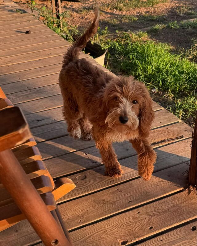 Tiny Loretta! (Lolo!) She’s a red tuxedo mini-Goldendoodle and we expect her to have her first litter in the next 6 months or so! Her puppies will be in the 15-20 pound range. The puppies will be playful, snuggly, happy and beautiful! Message us if you’d like information. #lostcreekloretta #lostcreekminigoldendoodles #lostcreekgoldendoodles #minigoldendoodlesofinstagram #minidoodle #redtuxedo #redtuxedogoldendoodle