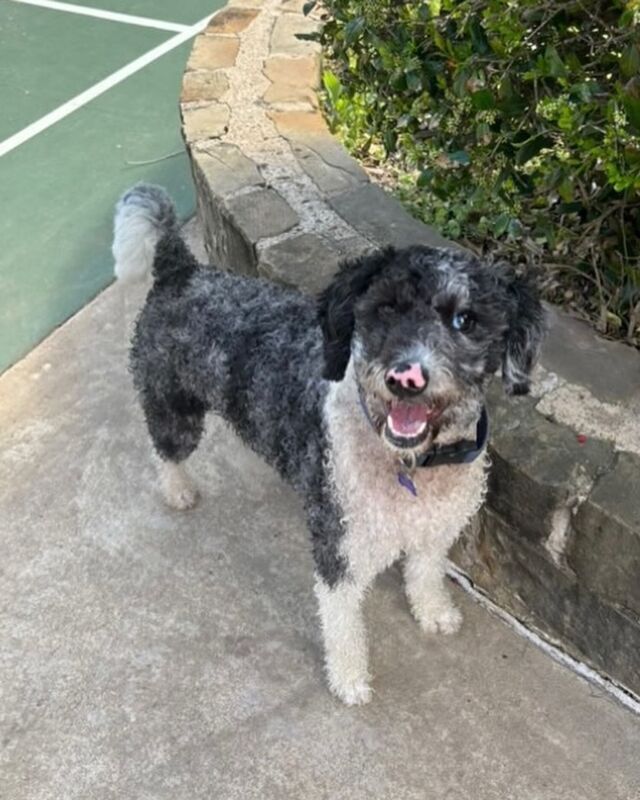 Beautiful Scout, the #bordoodle ! She a Patsy X Uncle Jack pup and her momma says she’s doing great! Sounds like she’s well-loved! 🥰 #lostcreekpatsy #bordoodlesofinstagram #lostcreekbordoodles