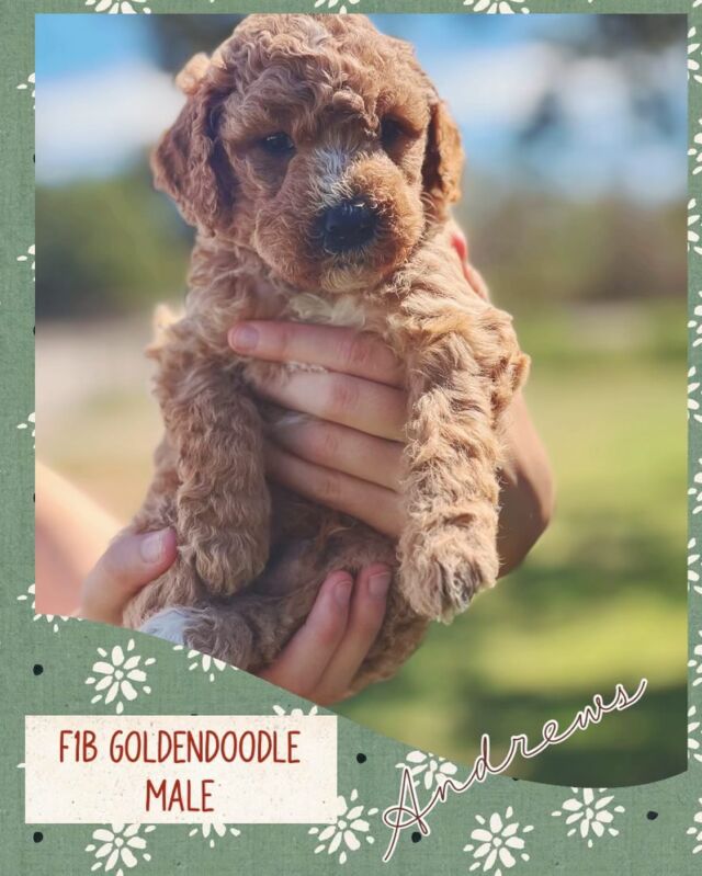 Lottie’s F1b Goldendoodle puppies! These will be low-no shed, medium sized dogs (40-55 pounds.) Ready to go home in October - we have a few spots left. #lostcreekgoldendoodles #f1bgoldendoodle #doodlepuppy #lostcreeklottie