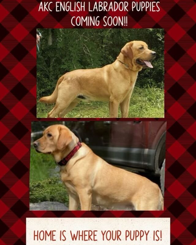 We’re expecting! AKC Fox-red and yellow English Labs due in November! #lcklabs #englishlab #englishlabradorretriever