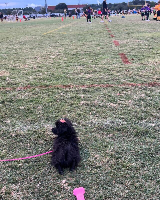 Camille, the 3 pound Yorkiepoo! She’s living it up down in New Orleans. She’s already survived her first hurricane and now she goes to football games! #lostcreekpeaches #yorkiepoo #lostcreekyorkiepoos #yorkiepoosofinstagram #neworleans