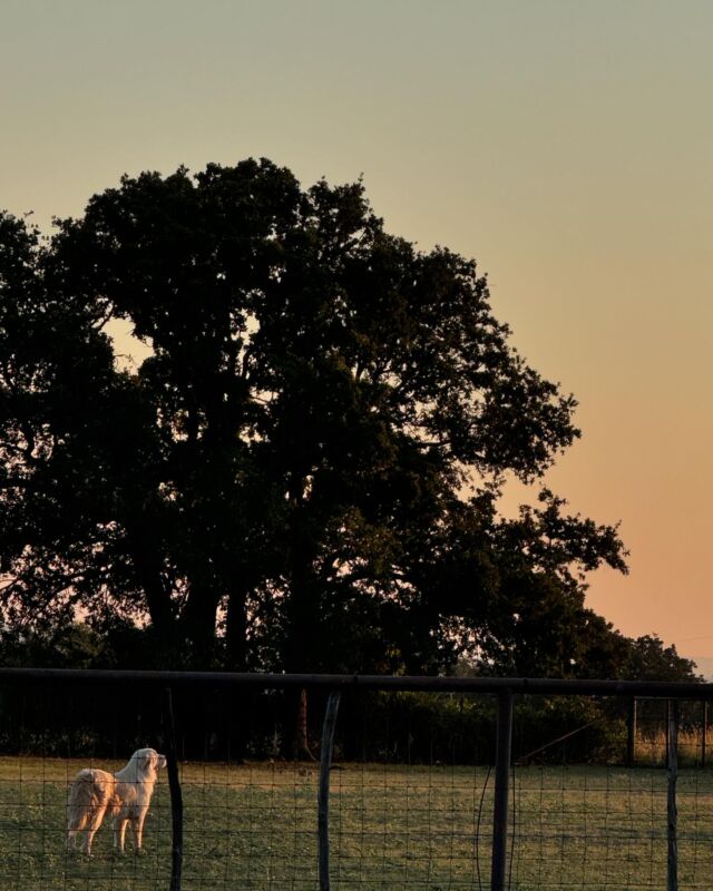 #livestockguardiandog Duke loves that morning sunshine. #lgd #greatpyrenees #truehero #selfless #lostcreekfarm #goodmorning #goodmorningfromtexas