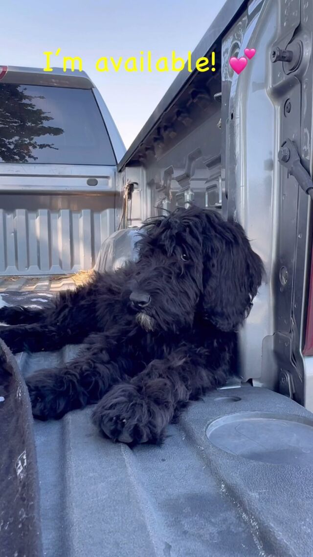 This sweet Goldendoodle and her sister need families! They have great temperaments and will be stunning dogs! The AMD in the video has a family, but two other pretty sisters are still available as well! Good prices! Message us! #lostcreekruby #goldendoodles #lostcreekgoldendoodles #australianmountaindoodle #lostcreekmaggie #lostcreekamds #lakelife