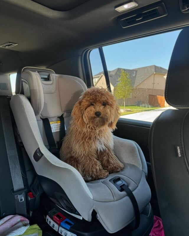 This is Baileys! (Named after THIS farmer’s very favorite coffee creamer 😉 🤪 ☕️.) Baileys is a mini-Goldendoodle and she lives with a wonderful family here in #Texas ! We have minis now, if you’re interested! #lostcreekfay #minigoldendoodle #lostcreekminigoldendoodles #minigoldendoodlesofinstagram #lostcreekgoldendoodles