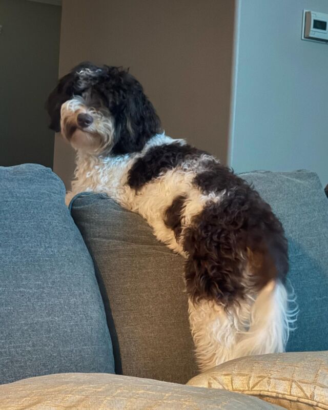 This is Oreo! She’s an Australian Mountain Doodle from a previous Maggie X Uncle Jack litter. Her family said she’s doing great! Looks like she loves her family, too! Btw, we have two of her sisters available from a different litter! Message us! #lostcreekamds #australianmountaindoodle #amds #lostcreekmaggie #prettypuppies