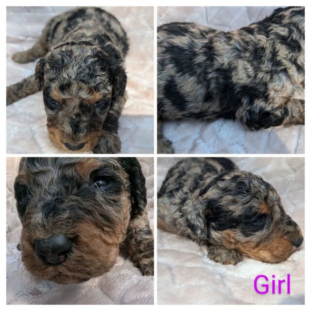 F1b mini-Bernedoodles! Momma weighs just under 40 pounds and the sire weighs 45 pounds, so these puppies will be a great size! And they’ve got beautiful colors - 2 partis and 4 merles! These puppies will go home in late November, we’re taking deposit now! Message us! #bernedoodles #minibernedoodle #lostcreekbernedoodles #merlebernedoodle