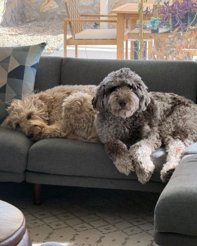 Nova the #goldendoodle and Luma the #labradoodle ! Beautiful Doodles living with their wonderful family out in El Paso! #lostcreekgoldendoodles #lostcreeklabradoodles