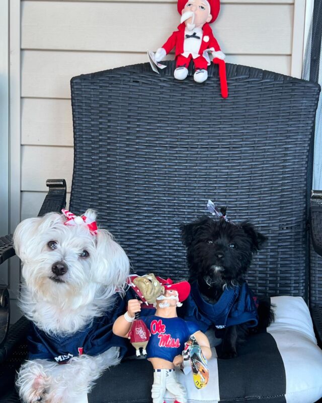 Looks like Camille, the Yorkiepoo, is getting ready for another big football weekend with her big sister, Vivian! They live in Louisiana, but as you can see they’re #olemiss fans! #lostcreekyorkiepoos #hottytoddy #sec #lostcreekpeaches #neworleans #impickinglsutowinthisone